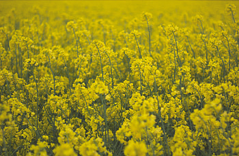 Plants, Flowers, Field HD wallpaper