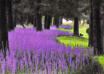 Lavender path, lavender flowers, sunlight, path, trees, grass, forest, squirrel HD wallpaper