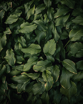 Nature, Leaves, Plant, Dark Green HD phone wallpaper