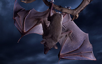 gone batty, wings, scary, nocturnal, cute, furry, bat, creepy, dark, halloween, brown, fly HD wallpaper