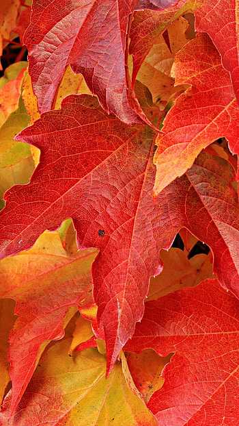 Maple leaves, on HD phone wallpaper