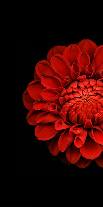 Flor roja, art, petal HD phone wallpaper