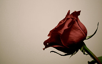 Flowers, Flower, Rose Flower, Rose, Bud, Stem, Stalk HD wallpaper