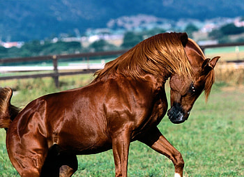 Arabian Stallion, grass, horse, brown, field HD wallpaper