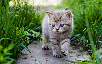 Cat on path, animal, animals, path, cute, cat, nature HD wallpaper