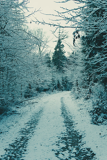 Nature, Snow, Forest, Branches, Winter Forest HD phone wallpaper