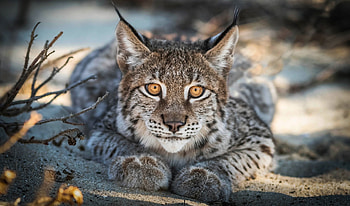 Close up, Lynx, cat, predator, muzzle HD wallpaper
