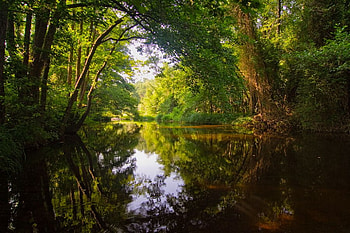 Strandza, bulgaria, reflection, graphy, forest HD wallpaper