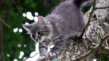Cat on tree, animal, kitten, cute, cat, feline HD wallpaper