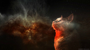 Amazing Space, cat, animals, and Stock . HD wallpaper