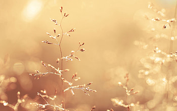 Grass, Plant, Macro, Shine, Light, Tender HD wallpaper