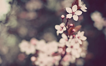 Plant, Macro, Light, Flowering, Bloom, Light Coloured, Greased, Smeared HD wallpaper