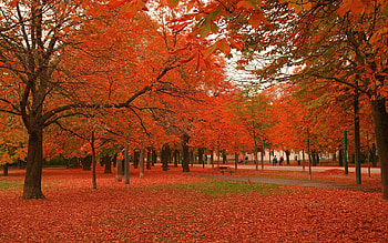 Nature, Grass, Leaves, Park, Dry HD wallpaper