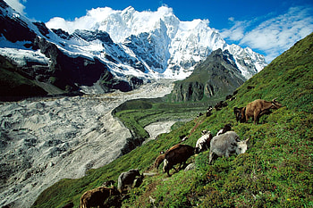 Nature, Grass, Mountains, Cows, Slope, Pasture HD wallpaper
