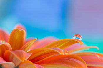 Petals, Water, Flower, Macro, Drop HD wallpaper