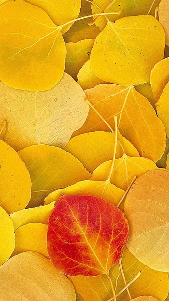 A Yellow, Leaf, Realistic HD phone wallpaper