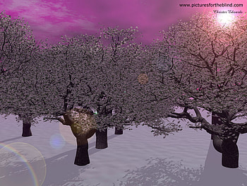Purple winter trees, winter, purple, tree, sunset HD wallpaper