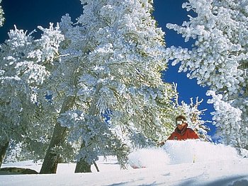 IN SNOW, winter, trees, nature, snow HD wallpaper