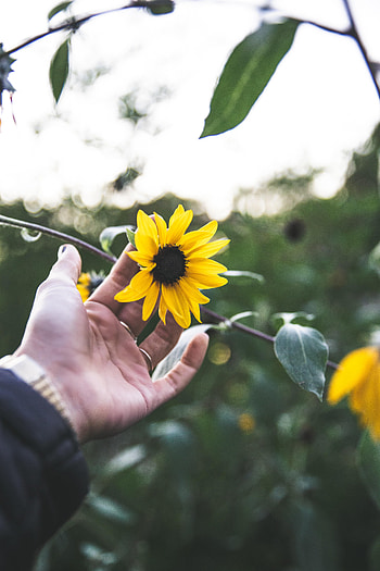 Rings, Flower, Hand, Miscellanea, Miscellaneous, Petals HD phone wallpaper