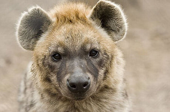 Hyena, africa, animals, predator, savannah HD wallpaper