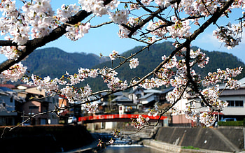 Nature, Flowers, Bloom, Flowering, Branch, China HD wallpaper