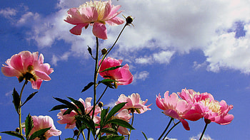 Pink flower, garden, summer, bluesky HD wallpaper