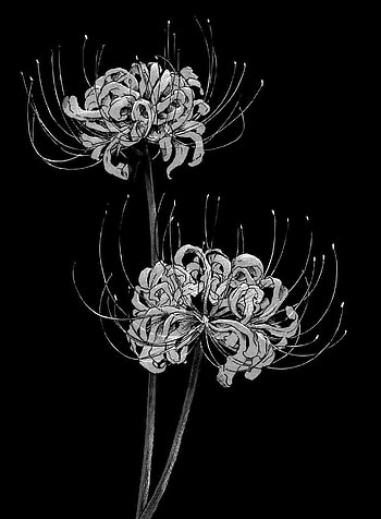 SC ➰ on Twitter. Tokyo ghoul , Red spider lily, Anime monochrome, Tokyo Ghoul Flower HD phone wallpaper