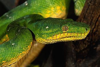 Animals, Color, Sight, Opinion, Snake, Dangerous HD wallpaper