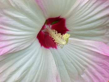 Macro of a Hibiscus, pink, petals, flower, center, hibiscus, large, macro HD wallpaper