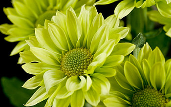 Beautiful flowers, flowers, bloom, green, petals HD wallpaper