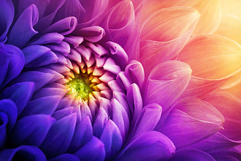 Bright flower, colorful, purple, leaves, flower, beautiful, fright HD wallpaper