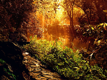 Nature, Trees, Stones, Rays, Beams, Forest, Vegetation, Path, Sunlight HD wallpaper