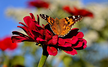 Butterflies, Insects HD wallpaper