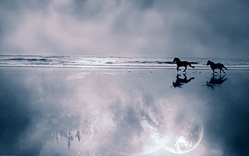 Animals, Horses HD wallpaper