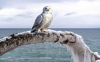 Snowy Owl On Frozen Birch, lake, bird, clouds, sky, raptor, water HD wallpaper