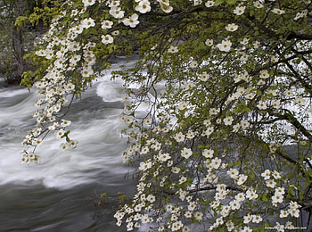 Pacific Dogwoods Over the Merced River Yosemite National Park California, landscape, nature HD wallpaper