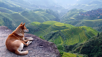 red dog, dog, fields, red, mountain HD wallpaper