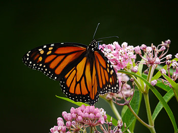 ~✿~ Escape to Nature ~✿~, wings, monarch, plants, garden, fresh, orange, butterfly, animals, pink flower, tiny, female HD wallpaper