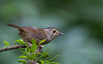 Animals, Leaves, Macro, Bird, Branch, Leaflets HD wallpaper
