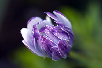 Flower, Macro, Bud, Osteospermum HD wallpaper
