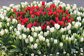 Spring in Ashikaga Flower Park, white, blossoms, japan, red, tulips, daisies HD wallpaper