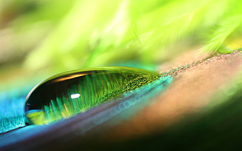Macro, Surface, Moisture, Huge, Drop HD wallpaper