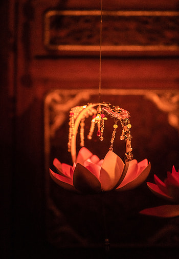 Flower, Dark, Shine, Light, Lily, Decoration HD phone wallpaper