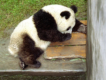 Bear panda, bears, pandas HD wallpaper