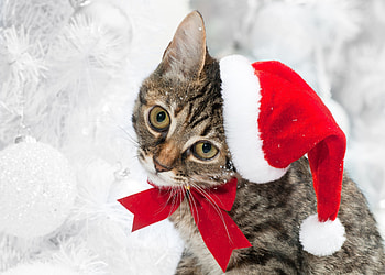 Animals, Winter, Snow, Cat, Muzzle, New Year Hat, New Year's Hat HD wallpaper