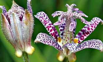 Flower, purple, beautiful, strange HD wallpaper