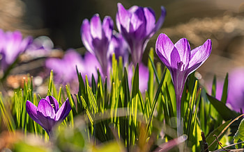 crocuses, spring flowers, morning, sunrise, lilac crocuses, bokeh, background with crocuses HD wallpaper