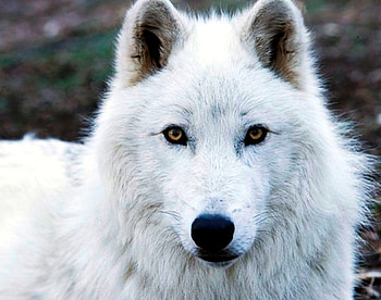 Lonely Arctic Wolf, white, wolves, animals, nature, wolf, arctic, friends, beauty HD wallpaper