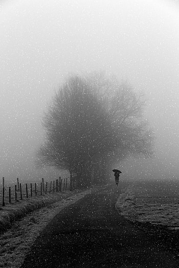 Umbrella, Silhouette, Wood, Tree, Minimalism, Path, Bw, Chb, Snowfall HD phone wallpaper
