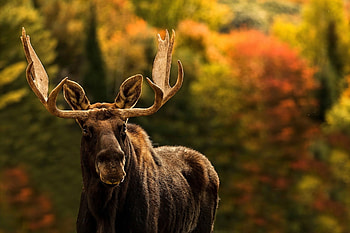 Moose , Wildlife graphy, beauty, Mobile excellence HD wallpaper